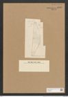 Cymbella gastroides Kuetz. (de-Toni-Nr.: Genus 33, Species 1436) Zeichnungen Sammlung Grunow Nr. 2722 (NHMW-BOT-W0369985)